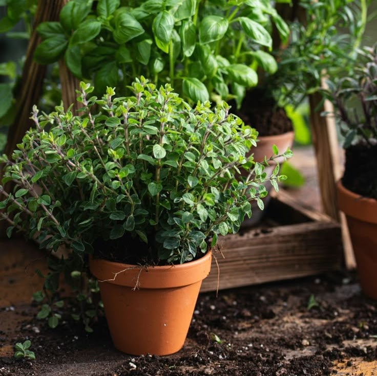 Indoor Gardening with Terracotta Pots